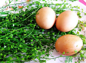 三月三吃什么煮蛋？三月三用什么煮雞蛋？