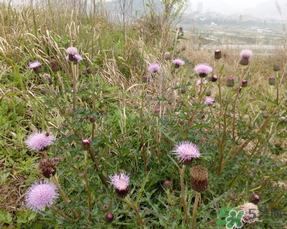 三月三可以掃墓嗎？三月三能掃墓嗎？