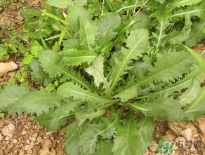 薺菜可以天天吃嗎？薺菜一天吃多少最好？