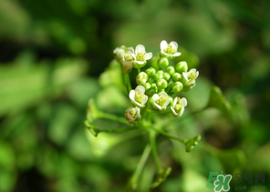 薺菜水有什么好處？薺菜水的功效與作用