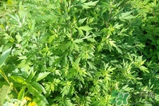 艾草是寒性的嗎？艾草是涼性的嗎？