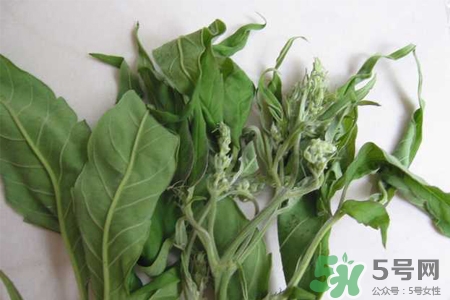 艾草是寒性的嗎？艾草是涼性的嗎？