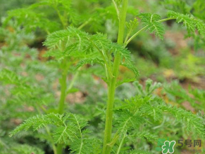 蒿子是發(fā)物嗎？蒿子是不是發(fā)物嗎？