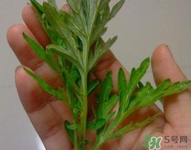 蒿子是艾葉嗎？蒿子和艾葉的區(qū)別