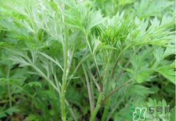 蒿子怎么保存？蒿子能放速凍保存嗎？