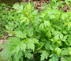 蒿子怎么保存？蒿子能放速凍保存嗎？