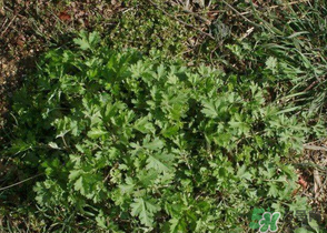 ?蒿子怎么去除苦味？?蒿子粑粑苦是什么原因？