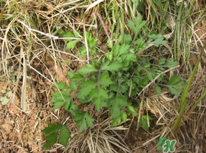 ?蒿子怎么去除苦味？?蒿子粑粑苦是什么原因？