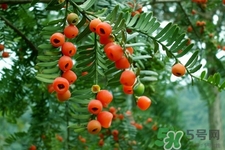 紅豆杉的營養(yǎng)價(jià)值 紅豆杉的功效與作用