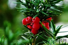 紅豆杉的營養(yǎng)價(jià)值 紅豆杉的功效與作用