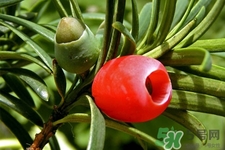 紅豆杉的營養(yǎng)價(jià)值 紅豆杉的功效與作用