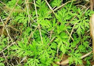 ?蒿子怎么去除苦味？?蒿子粑粑苦是什么原因？