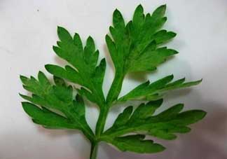 蒿子是艾葉嗎？蒿子和艾葉的區(qū)別