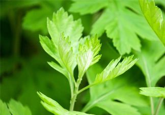 艾草是哪個季節(jié)的？艾草是什么季節(jié)采摘？