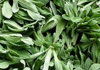 清明草是艾草嗎？清明菜是什么草？