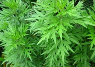 蒿子能吃嗎？蒿子可以吃嗎？