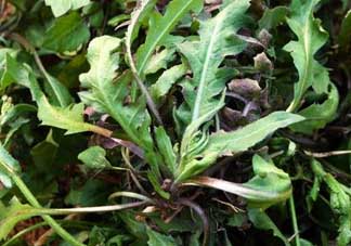 苦瓜和薺菜能一起吃嗎？薺菜和苦瓜能一起炒嗎？