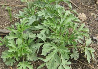 蒿子怎么保存？蒿子能放速凍保存嗎？