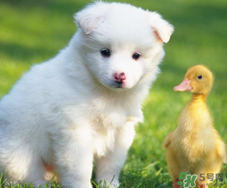 狗狗能吃薺菜嗎？狗吃了薺菜會(huì)生病嗎？