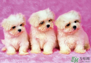 狗狗能吃薺菜嗎？狗吃了薺菜會(huì)生病嗎？