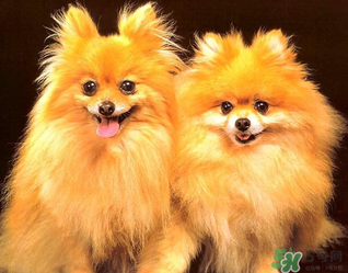 狗狗能吃薺菜嗎？狗吃了薺菜會(huì)生病嗎？