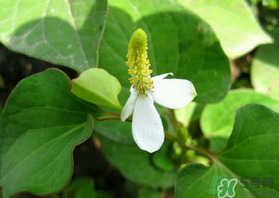 薺菜和魚(yú)腥草能一起吃嗎？薺菜和魚(yú)腥草可以同時(shí)泡茶嗎？