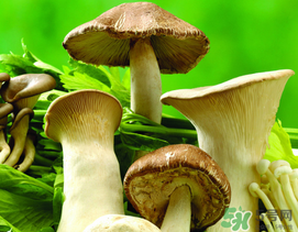 薺菜和蘑菇能一起吃嗎？薺菜和菇類能一起吃嗎？