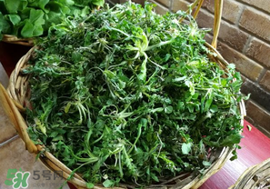 乙肝能吃薺菜嗎？乙肝病人可以吃薺菜嗎？