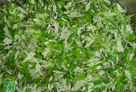 蒿子什么時(shí)候有？蒿子什么時(shí)候長(zhǎng)？