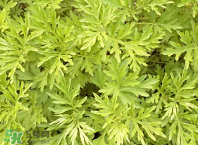 蒿子什么時(shí)候有？蒿子什么時(shí)候長(zhǎng)？