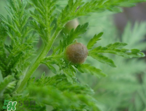 青蒿能吃嗎？青蒿可以吃嗎？