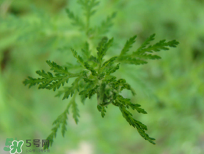 青蒿能吃嗎？青蒿可以吃嗎？