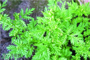 吃青蒿有好處嗎？青蒿的功效與作用