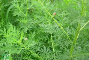 吃青蒿有好處嗎？青蒿的功效與作用