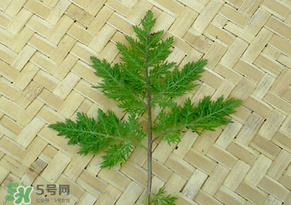 吃青蒿有好處嗎？青蒿的功效與作用