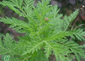 蒿子怎么做好吃？蒿子能涼拌嗎？