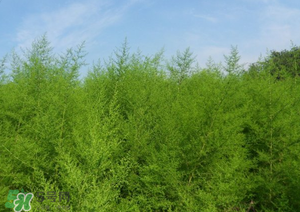 蒿子怎么做好吃？蒿子能涼拌嗎？