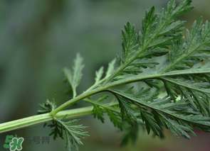 蒿子怎么做好吃？蒿子能涼拌嗎？