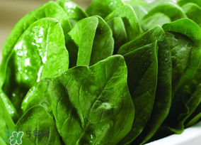 菠菜汁和面菠菜還焯嗎？菠菜汁和面需要焯水嗎？