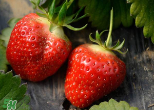 清明節(jié)還有草莓嗎？清明節(jié)的草莓能吃嗎？