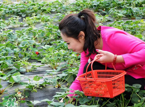 清明節(jié)還有草莓嗎？清明節(jié)的草莓能吃嗎？