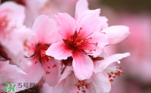 清明節(jié)還有桃花嗎？清明節(jié)去哪里看桃花？