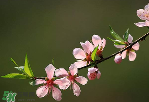 清明節(jié)還有桃花嗎？清明節(jié)去哪里看桃花？