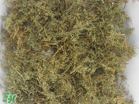 青蒿可以泡水喝嗎？青蒿能泡水喝嗎？