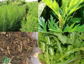 青蒿可以泡水喝嗎？青蒿能泡水喝嗎？