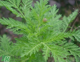 青蒿可以泡水喝嗎？青蒿能泡水喝嗎？