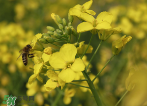 2017年清明節(jié)油菜花開(kāi)了嗎？2017年清明節(jié)還有油菜花嗎？
