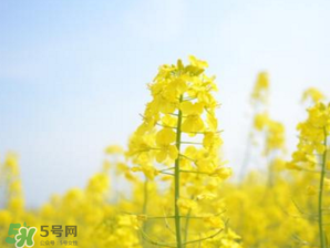 2017年清明節(jié)油菜花開(kāi)了嗎？2017年清明節(jié)還有油菜花嗎？