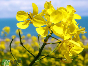 2017年清明節(jié)油菜花開(kāi)了嗎？2017年清明節(jié)還有油菜花嗎？