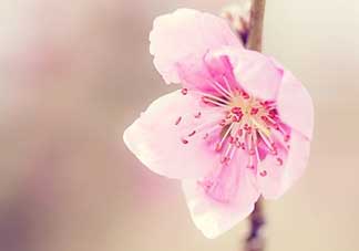 清明節(jié)還有桃花嗎？清明節(jié)去哪里看桃花？